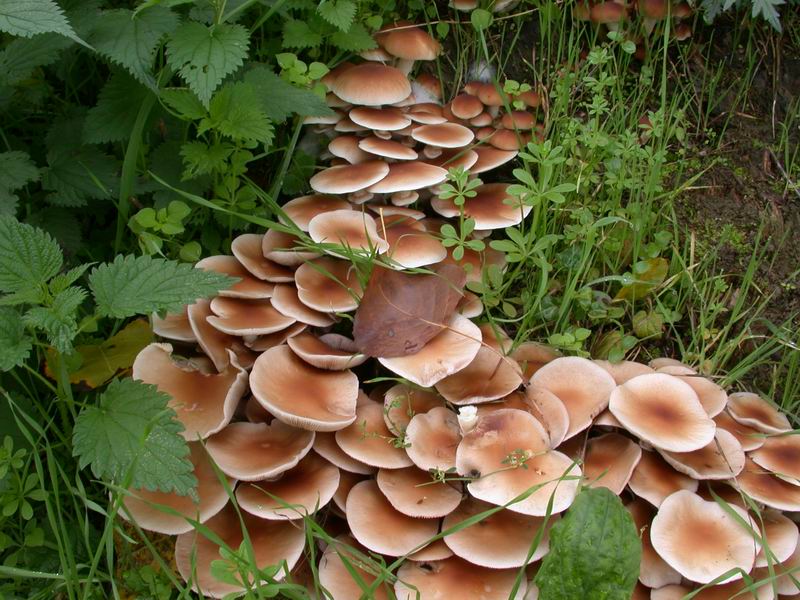I Funghi primaverili: Agrocybe aegerita